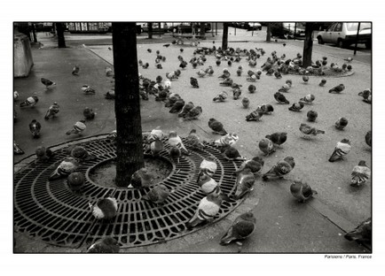 36pigeons parisiens.jpg